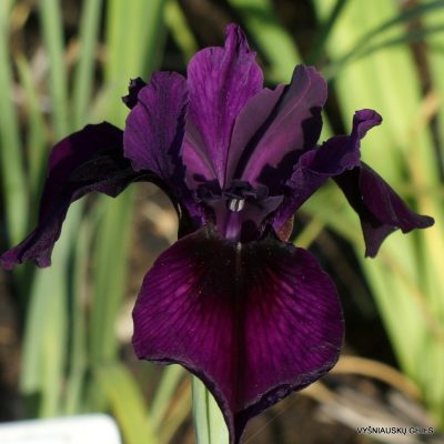 Iris 'Dumped Pot'