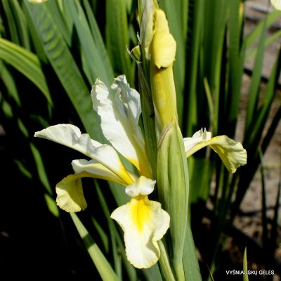 Iris 'Elfin Sunshine' (2)