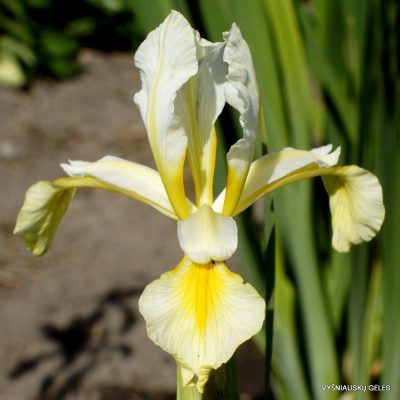 Iris 'Elfin Sunshine'