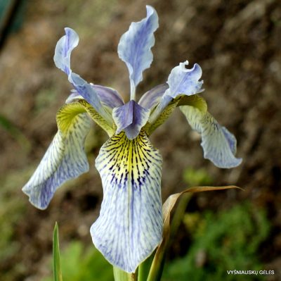 Iris 'Ellenbank Damselfly'