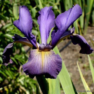 Iris ‘Enei’ (2) Iris ‘Enei’ (2)