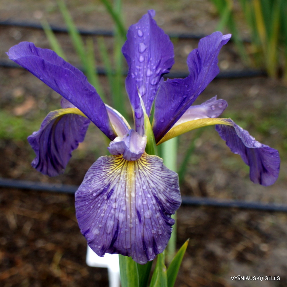 Iris 'Enei' (3)