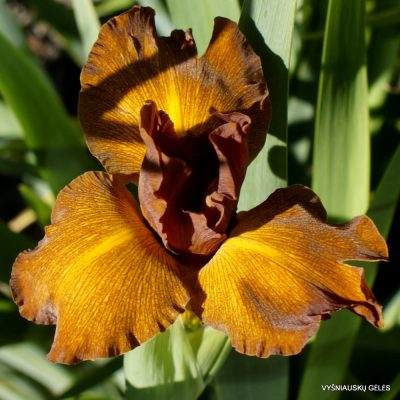 Iris 'Eureka Titan'