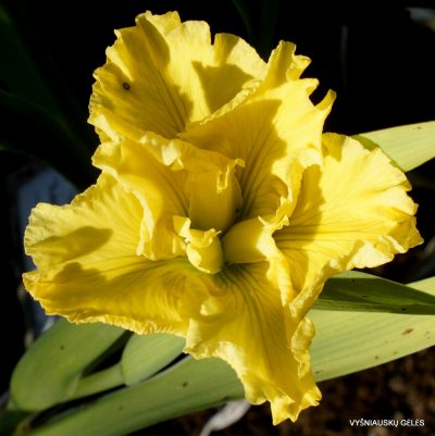 Iris 'Golden Fireworks'