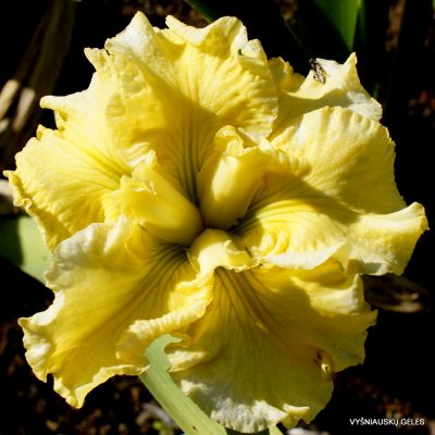 Iris ‘Golden Fireworks’