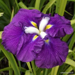 Iris 'Hefaistos'