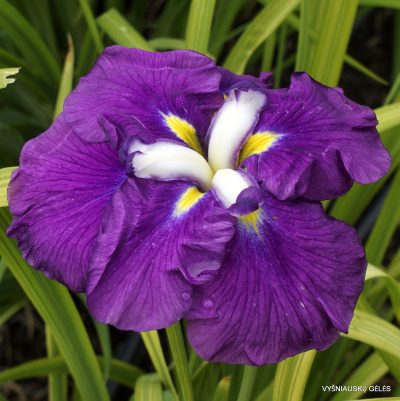 Iris 'Hefaistos'