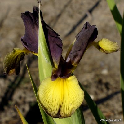 Iris 'Holiaf'