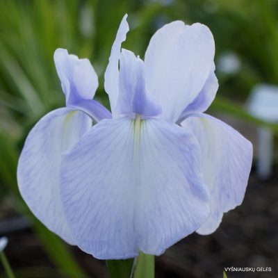 Iris 'Liam Johns'