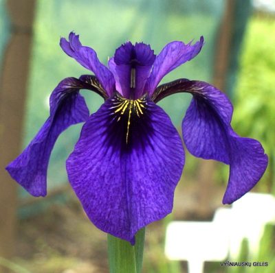 Iris 'Mandarin Purple'