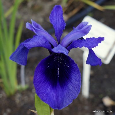 Iris ‘McKenzie Bruiser’