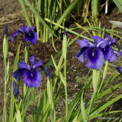 Iris 'McKenzie Bruiser' (2)