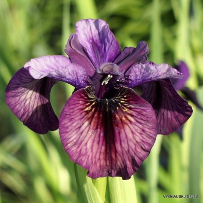 Iris 'Miss Margaret'