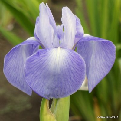 Iris 'Richard Greaney'