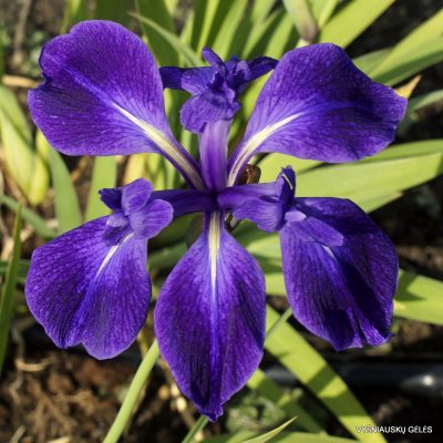 Iris 'Schwarzer See' (2)