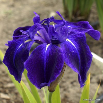 Iris 'Schwarzer See'