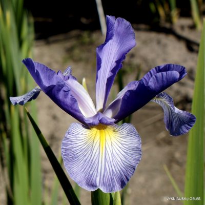 Iris ‘Shchek’