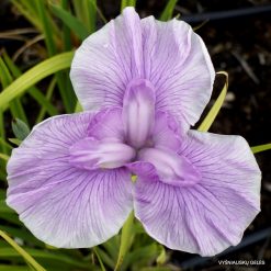 Iris 'Silesian Pink'