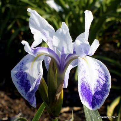 Iris Violet Constellation