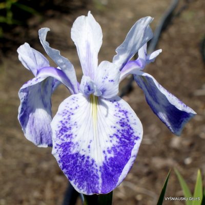 Iris ‘Violet Constellation’