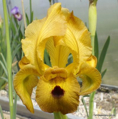 Iris auranitica