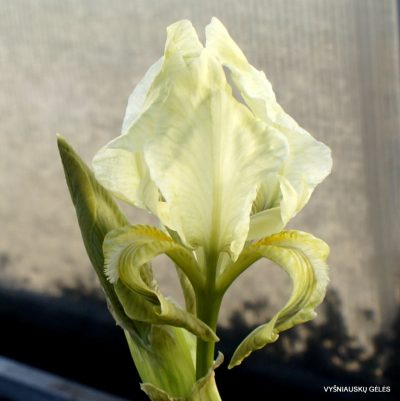 Iris bicapitata (clone 2) (2)