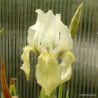 Iris bicapitata (clone 2)