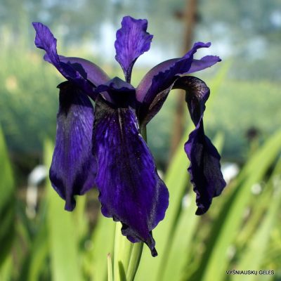Iris bulleyana (clone 4) Iris bulleyana (clone 4)