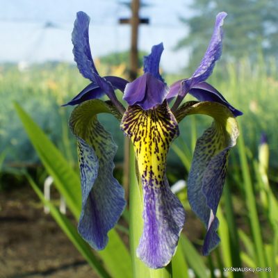 Iris bulleyana hybrid (sdg 207) (2)
