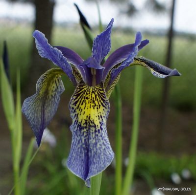 Iris bulleyana hybrid (sdg 207)