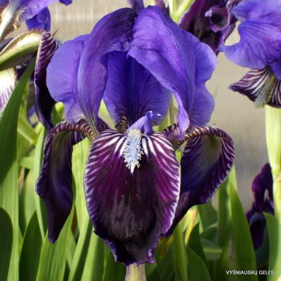 Iris calabra