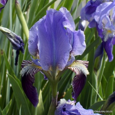 Iris calabra