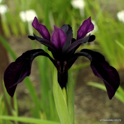 Iris chrysographes (clone 5) (2)