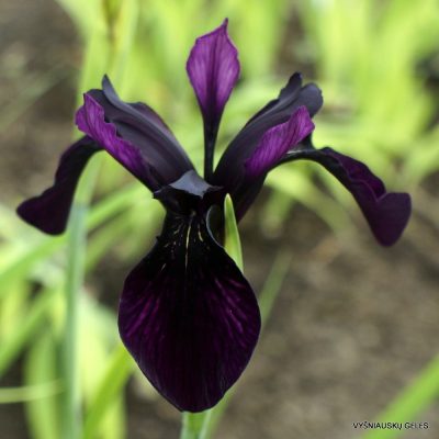 Iris chrysographes (clone 5)