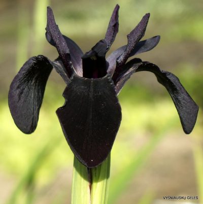 Iris chrysographes ‘Black Form’