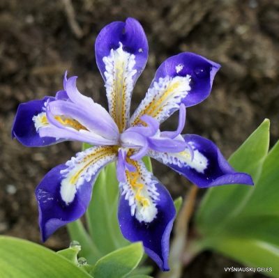 Iris cristata ‘Dick Redfiel‘ (2)