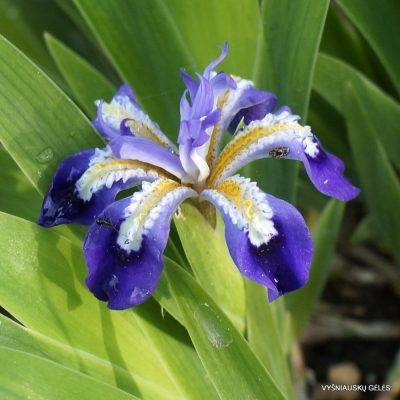 Iris cristata ‘Dick Redfiel‘