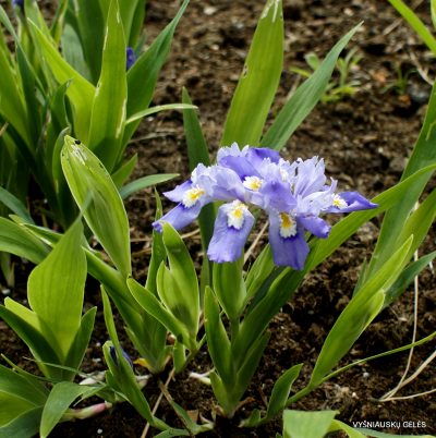 Iris cristata ‘Doubly Stylish‘ (2)