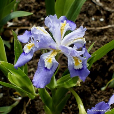 Iris cristata ‘Doubly Stylish‘