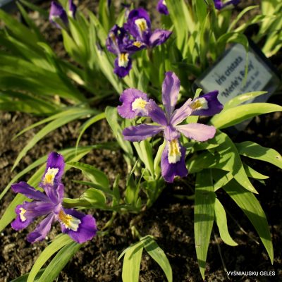 Iris cristata ‘Merle's Ruby‘ (2) Iris cristata ‘Merle's Ruby‘ (2)
