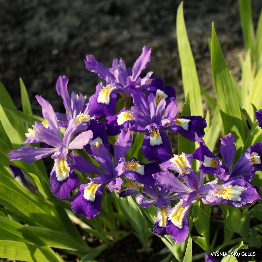 Iris cristata ‘Merle's Ruby‘ (3)