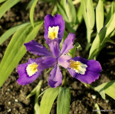 Iris cristata ‘Merle’s Ruby‘ Iris cristata ‘Merle’s Ruby‘