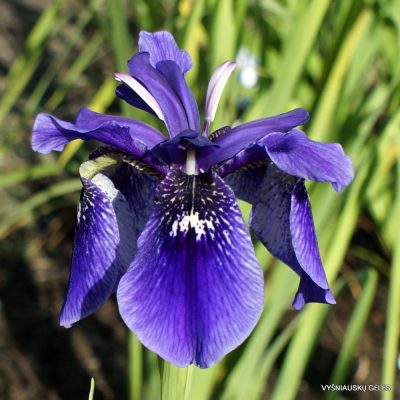 Iris delavayi