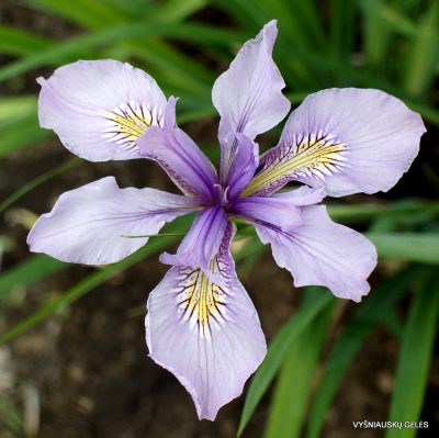 Iris douglasiana