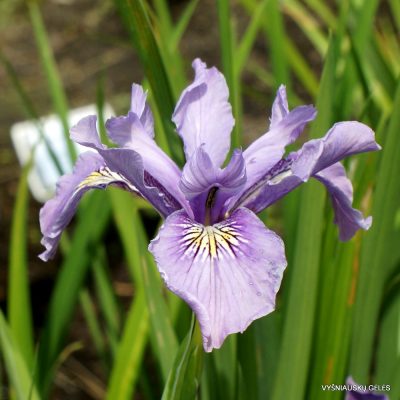 Iris douglasiana (clone 1)