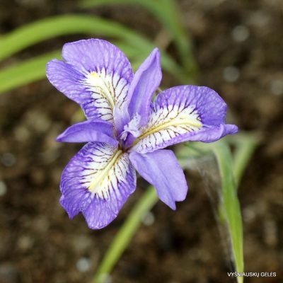 Iris gracilipes