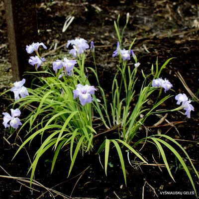 Iris gracilipes ‘Cobblewood Charm‘