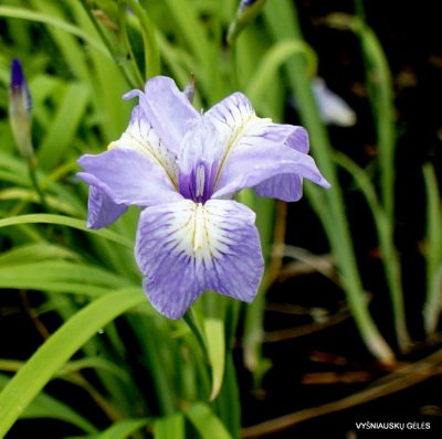 Iris gracilipes ‘Cobblewood Charm‘