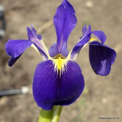 Iris hexagona (2)