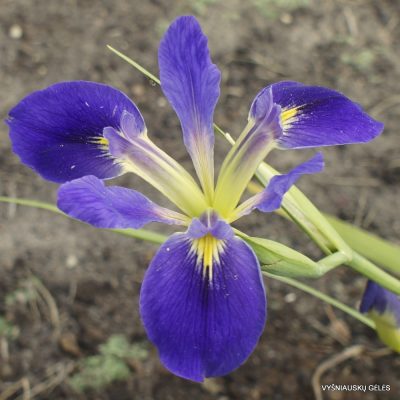 Iris hexagona